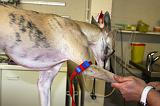 WHIPPET - GARROT PRISE DE SANG 152